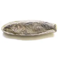 【希少】 魚の化石 ペア 古代魚 ブラジル 古代 インテリア ウルトラレア！ブラジル・サンタナ層産の絶滅古代魚、ピクノドン