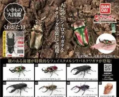 いきもの大図鑑 くわがた10