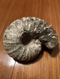 北海道 アンモナイト 縫合線が綺麗なパキ 中川産 化石/三葉虫 恐竜 インテリア