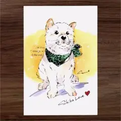 イラスト 原画 ポストカード 絵 【柴犬】48