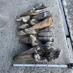 Item thumbnail for item 8964c36b-e825-49e4-8911-2e21d55b2962