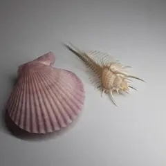 貝殻