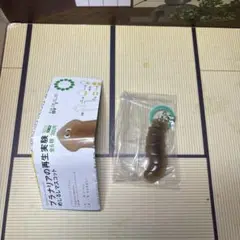 プラナリアの再生実験めじるしマスコット　プラナリアb2