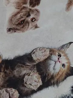 【新品】＊mingswin＊ gatto ＊[店舗完売]