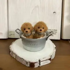 羊毛フェルト　毛糸　トイプードル兄妹