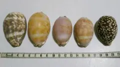 2025年最新】ハチジョウダカラの人気アイテム - メルカリ