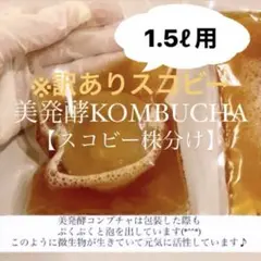 半永久的に作れます※訳ありスコビー　コンブチャ1.5L作成用　紅茶きのこ　腸活