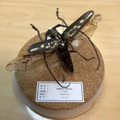 【昆虫標本】シロスジカミキリ飛翔　ガラスケース入り