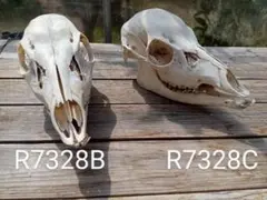 Item thumbnail for item b094a5d5-7634-4311-9877-f236444e14ac