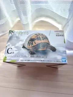 一番くじ　C賞　ヘルマンリクガメ　部屋んぽver.
