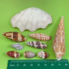 貝殻No739