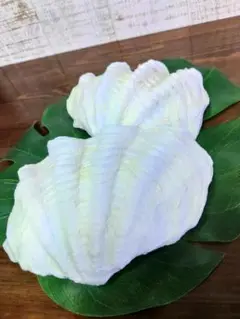 ☆ハワイアン　シャコ貝　貝殻☆置物や水槽等に
