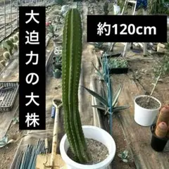 2025年最新】ブリンチュウの人気アイテム - メルカリ