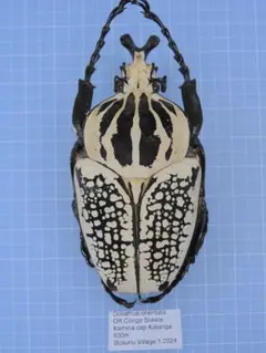2025年最新】オオツノハナムグリ 標本の人気アイテム - メルカリ