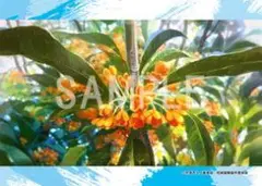 74/120　劇場版総集編「呪術廻戦 懐玉・玉折」　ブロマイド