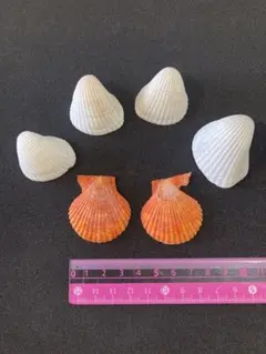 白とオレンジの二枚貝シェル6個セット