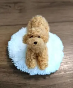 手乗りわんこ　トイプードル　全身　ふせ　ラグ