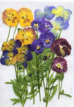 H-123　押し花　ビオラ MIX 茎付き>
