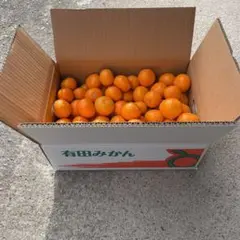有田みかん