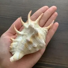 No429 小さめクモガイ 天然貝殻 コレクション
