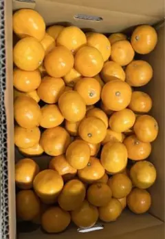 有田みかん