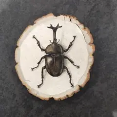 カブトムシのイラスト　色鉛筆画
