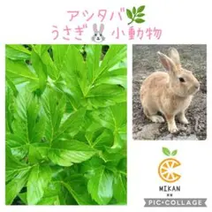 Item thumbnail for item 340b467a-19c4-4401-82a6-fc65dd0fd7b7