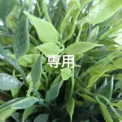 専用　いちごのチャーム　20個