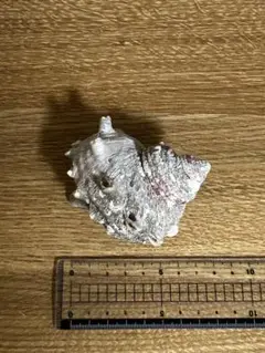 貝殻　白い大きなサザエの貝殻