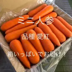 ミニ人参(愛紅) 箱いっぱい 詰め合わせ