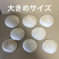 【沖縄県産】夏休みの工作や自由研究に！夜光貝の蓋（フタ）8個①