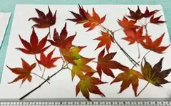 枝付きもみじ20枚★押し葉・絵手紙・天然自然素材熊本県産