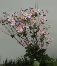 Item thumbnail for item d81b7fbe-9475-49a6-b0e8-e35181bcdc26