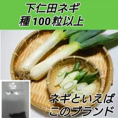 下仁田ネギ 種 100粒