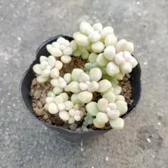 多肉植物 だるま姫秋麗 群生 抜き苗