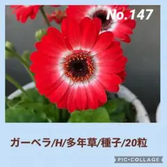 ガーベラH種子