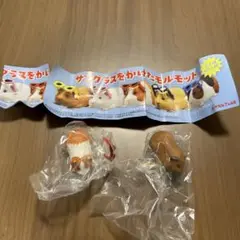 サングラスをかけたモルモット　2種セット