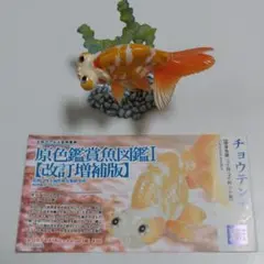ヤナギデメキン 原色鑑賞魚図鑑 シークレット Amazon | 原色鑑賞魚図鑑 I ヤナギデメキン シークレット ガチャ