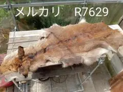 天然日本鹿の毛皮 　ブランケット 2025年最新】鹿 ラグ 毛皮の人気アイテム - メルカリ
