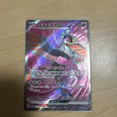 キチチギス　sr