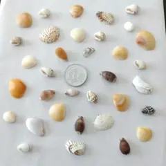 貝殻　小さめ