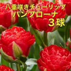 八重咲き チューリップ球根 パンプローナ 花の苗宿根草 花の苗多年草