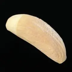 Item thumbnail for item be4dda7c-e36f-4826-b366-57a3334cff29