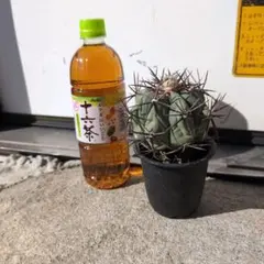 メルカリ便発送☆サボテン エキノカクタス属 花王丸×黒刺雷帝