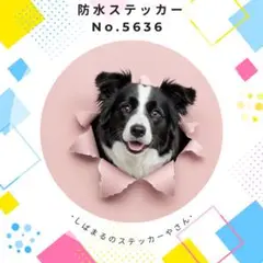 【送料無料❣️】ボーダーコリー防水ステッカー 壁紙破り