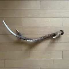 鹿の角 52cm
