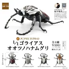美麗　ゴライアスカシクス  69.5㎜ 標本 ラベル付　オオツノハナムグリ 美麗 ゴライアスカシクス 69.5㎜ 標本 ラベル付 オオツノ