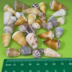 貝殻No677