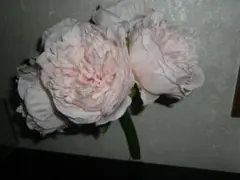 新品【造化　花】