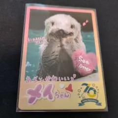 鳥羽水族館コレクションカード　メイ　ノーマル③